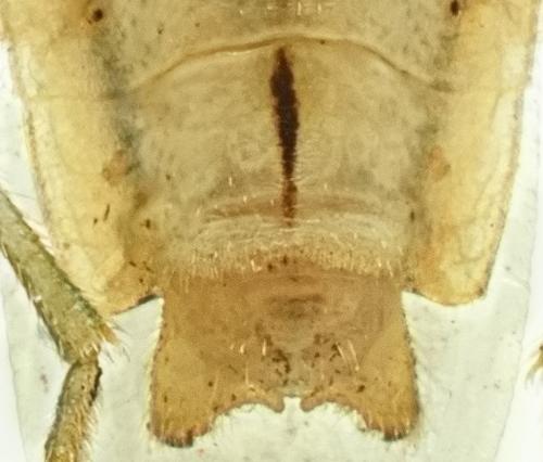 Réf. 343 989 : Mecidea minor